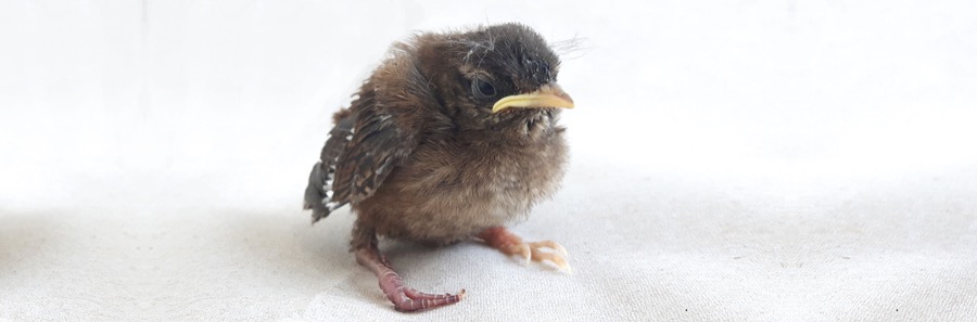 Jungvogel - Wildtier-SOS
