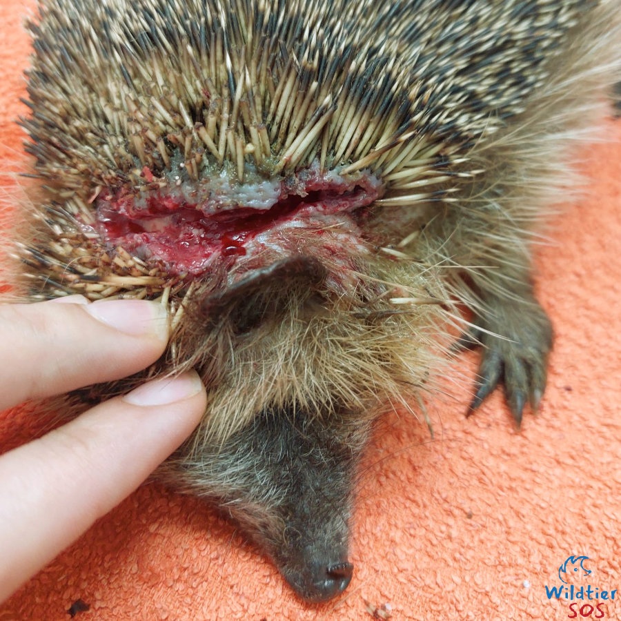 Vorschau Igel verletzt