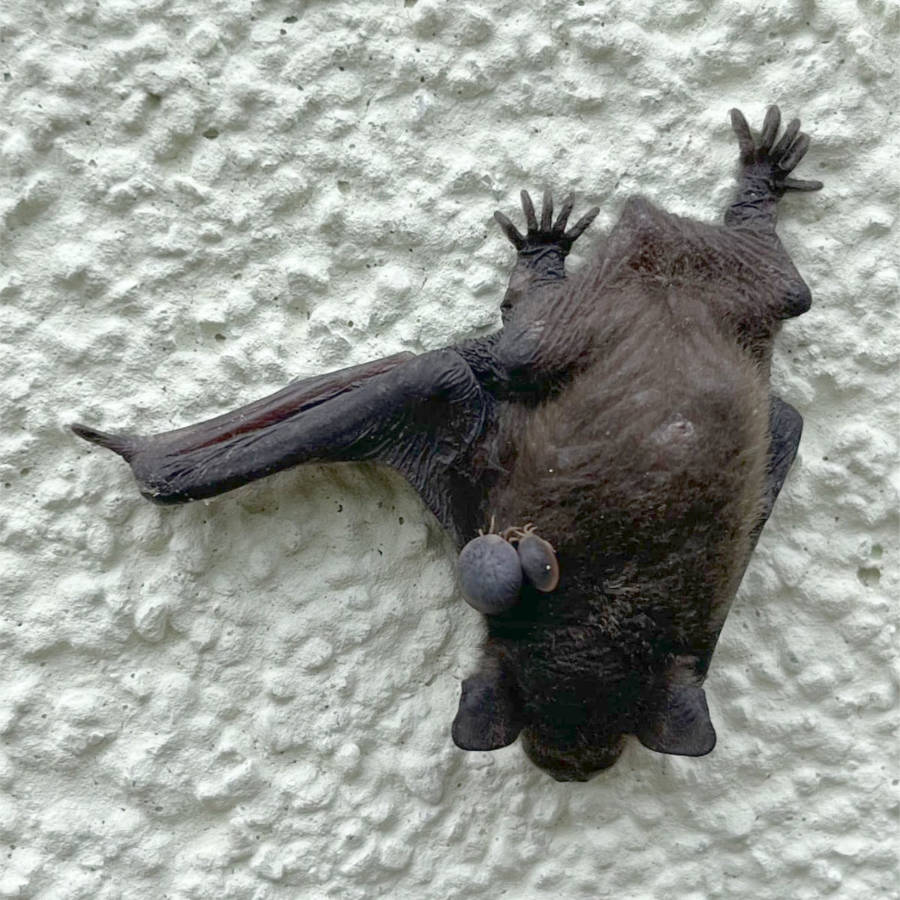 Sichern und Transportieren von Fledermaus an der Wand