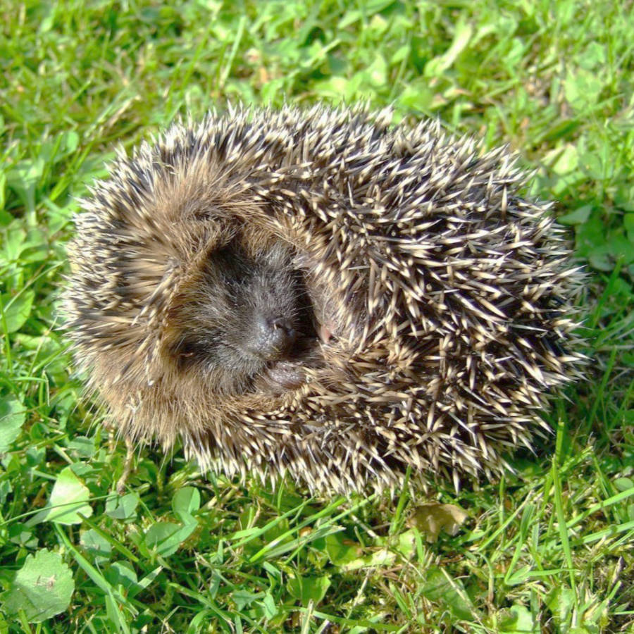 Igel ausrollen