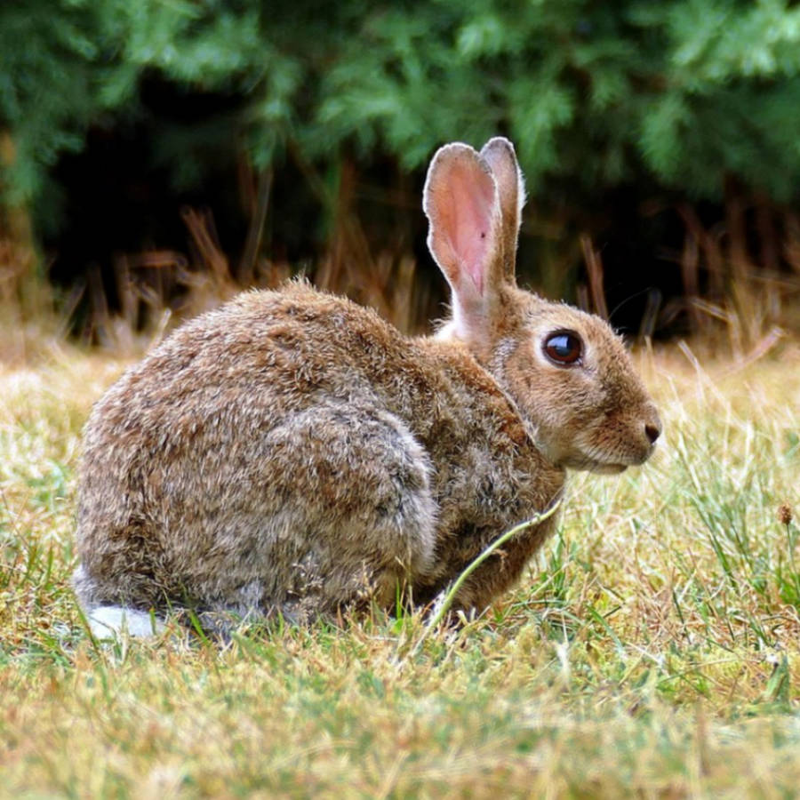 Sichern und Transportieren von Hasenartigen