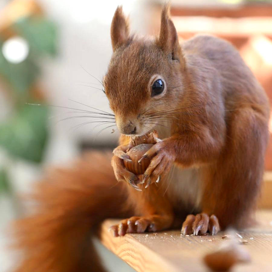 Sichern und Transportieren von Nagern