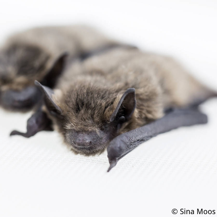 Sichern und Transportieren von Fledermaus am Boden