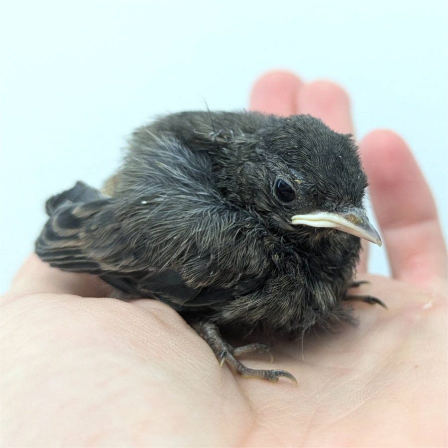 Sichern und Transportieren von Singvögeln