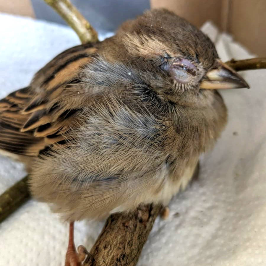 Erste Hilfe bei Anflugtrauma