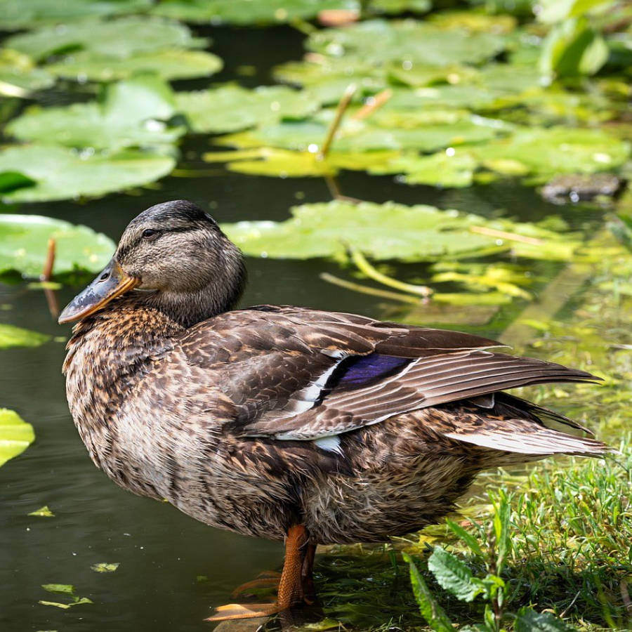 Sichern und Transport von Wasservögeln