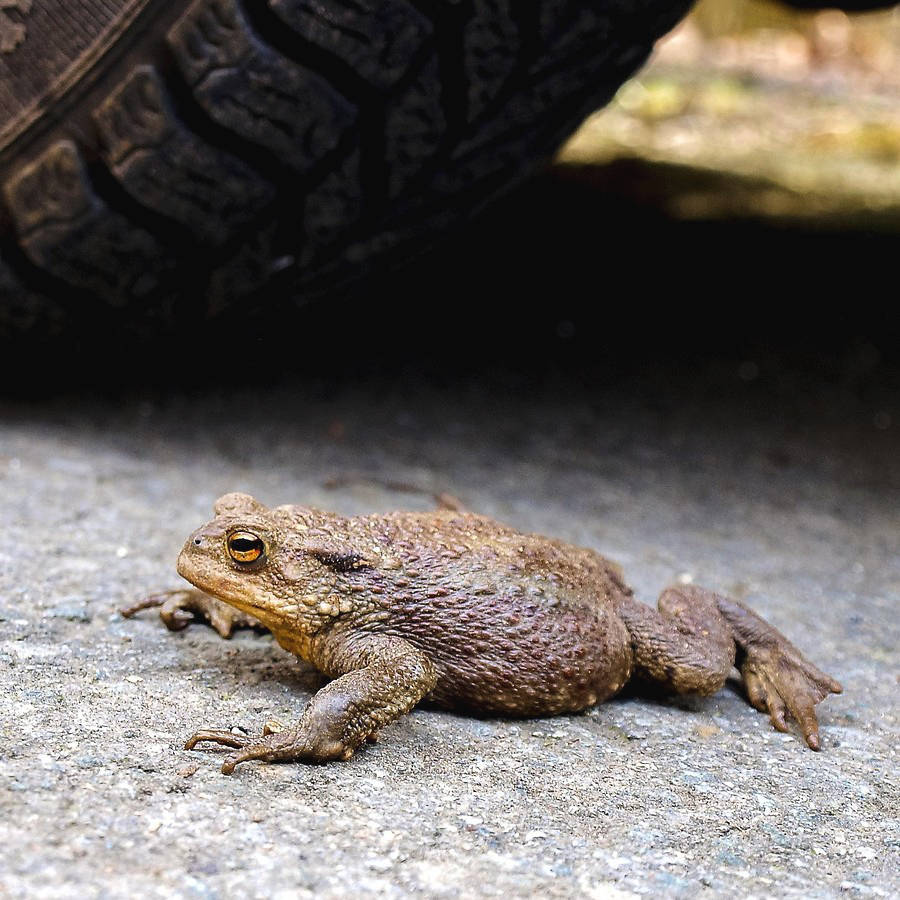 Sichern und Transportieren von Amphibien und Reptilien