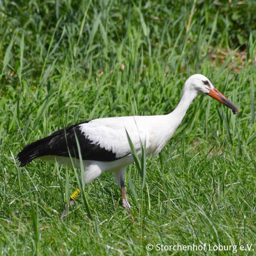 Sichern und Transportieren von Stelzvögeln