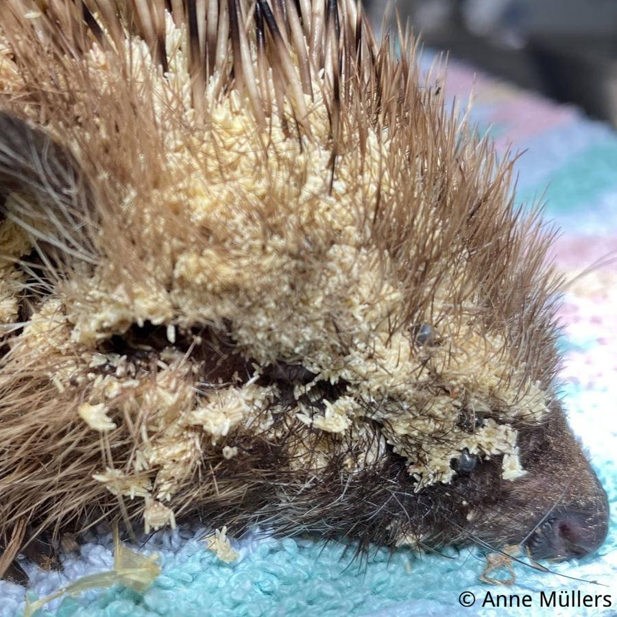 Erste Hilfe bei Fliegeneiern und Maden