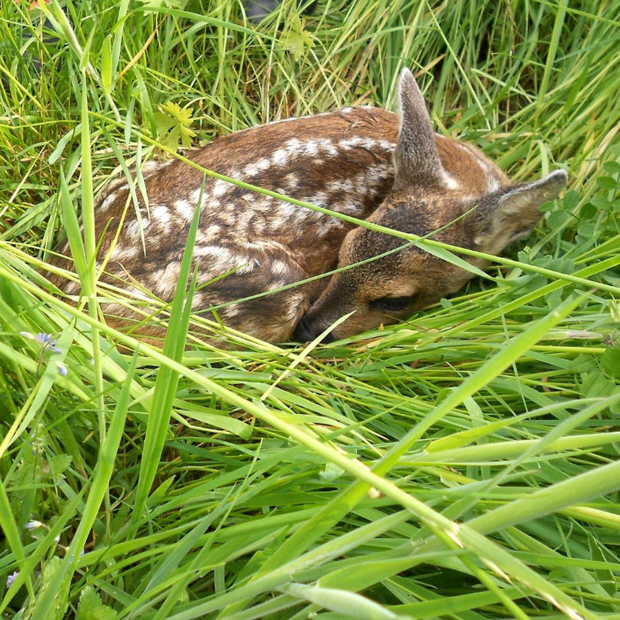 Vorgehensweise bei aufgefundenem Großwild