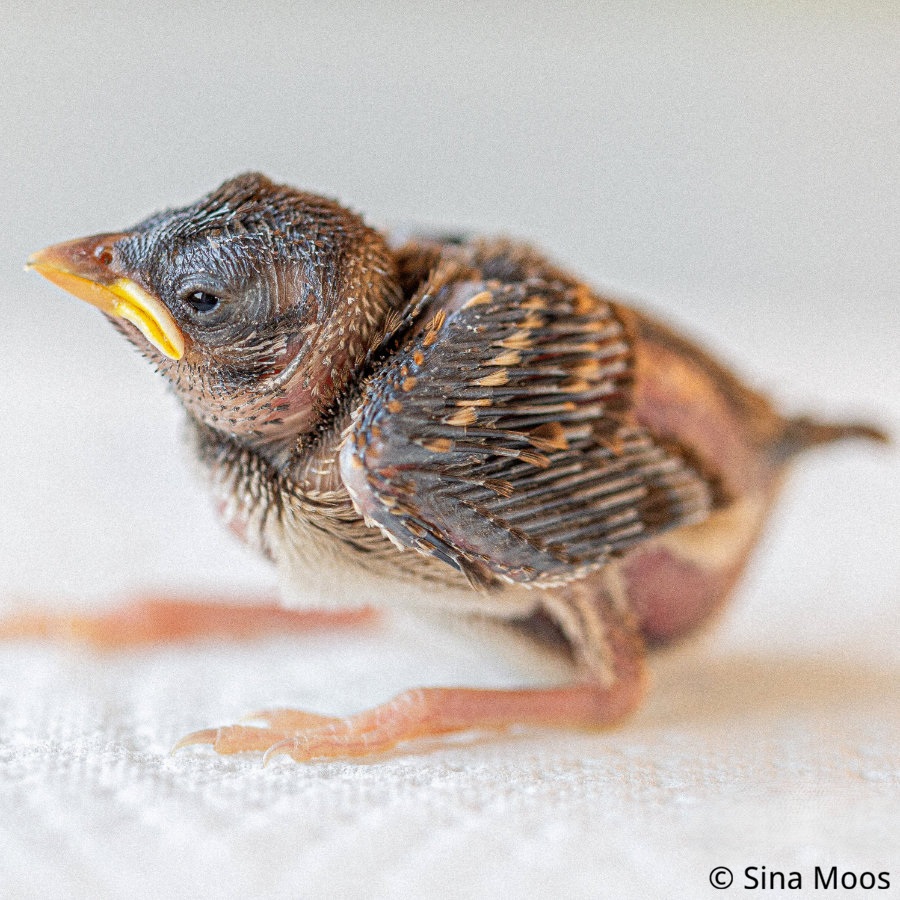 Erste Hilfe bei nackten Jungvögeln