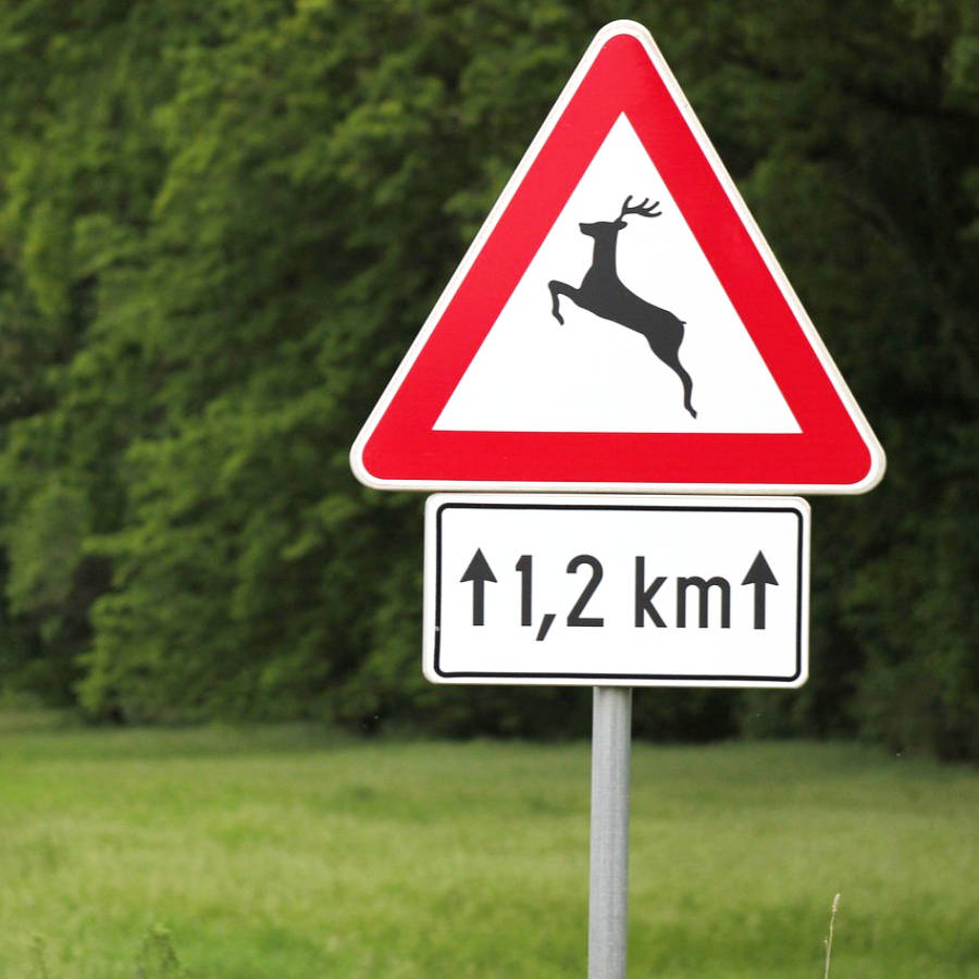 Vorgehensweise bei Wildunfall