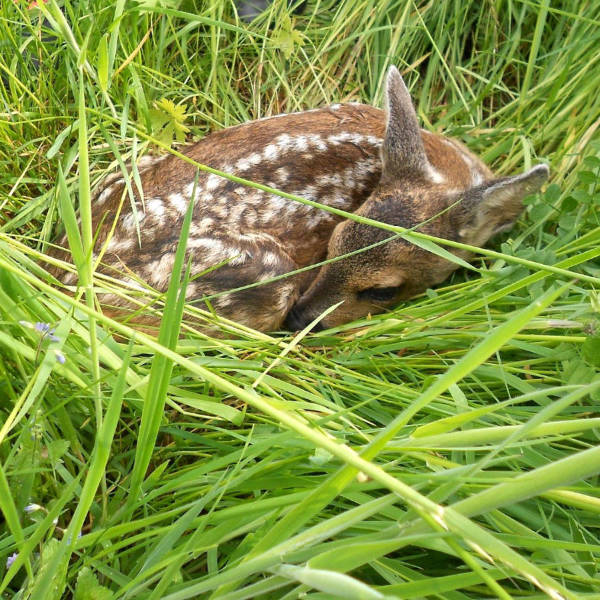 Vorgehensweise bei aufgefundenem Großwild