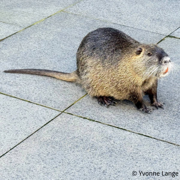 Vorgehensweise bei Nutria / Biber