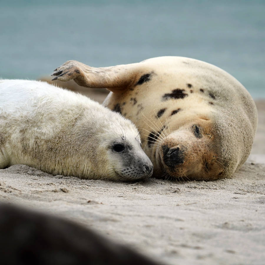 Vorgehensweise bei aufgefundener Robbe