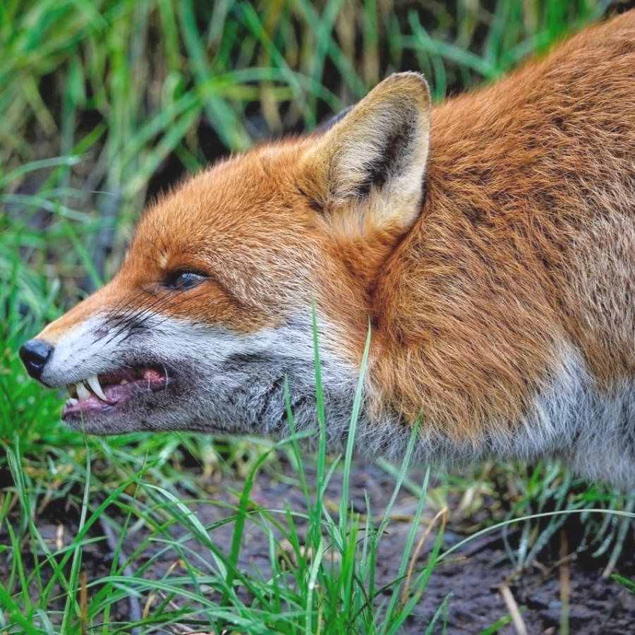 Vorgehensweise bei aufgefundenem Raubwild